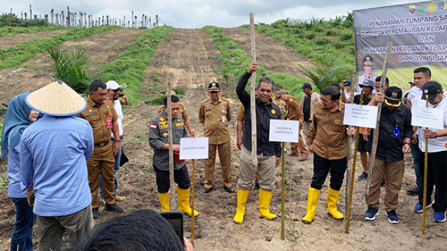 Manfaatkan Peremajaan Sawit, Petani Sungai Bahar Tanam Padi Gogo